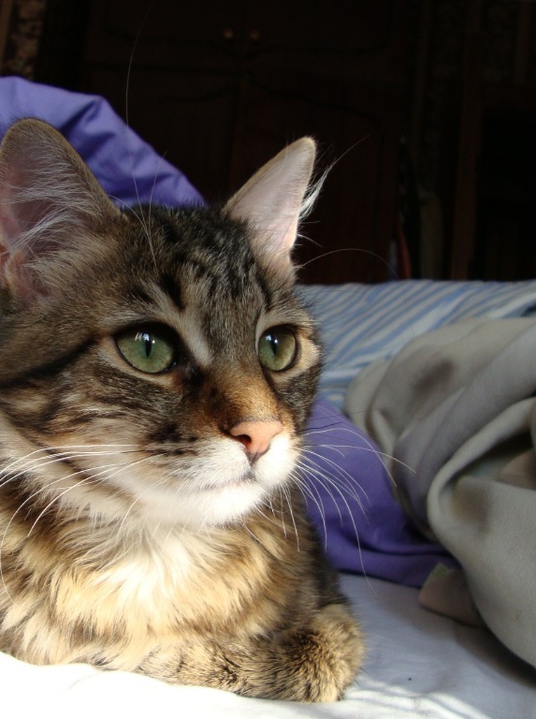 Original Cat Photo